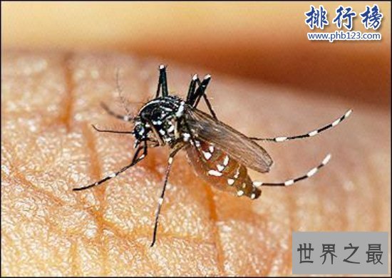 世界上最毒的虫子有哪些？世界十大最毒虫子排行榜