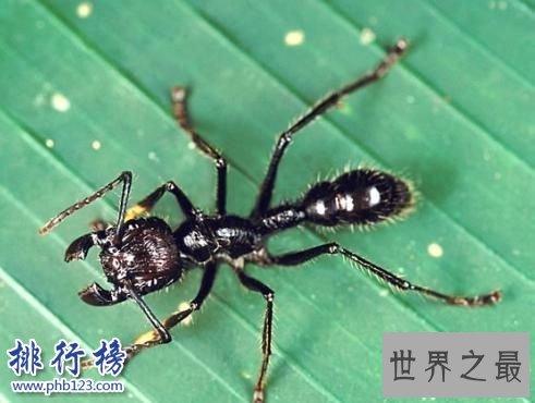 世界上最毒的虫子有哪些？世界十大最毒虫子排行榜