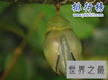 世界上最大的蝴蝶：传说中的蓝默蝶竟是最大的蝴蝶