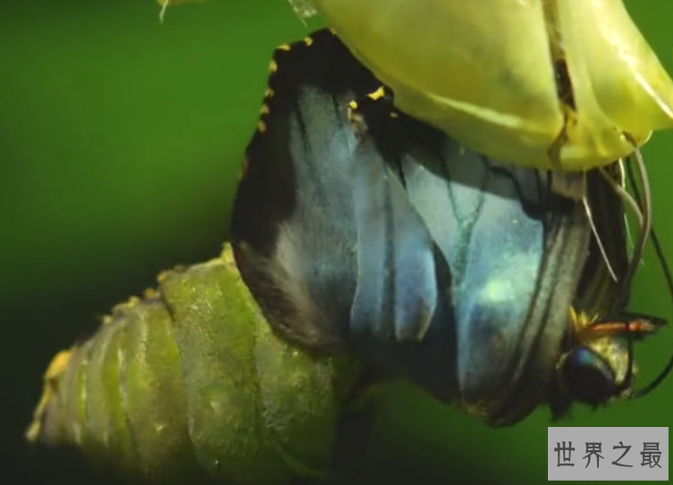 世界上最大的蝴蝶：传说中的蓝默蝶竟是最大的蝴蝶