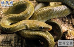 蛇的寿命有多长,世界上寿命最长的蛇（20万岁）