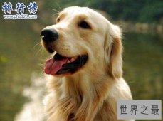 狗的寿命有多长,狗和人年龄换算（1岁等于人类18岁）