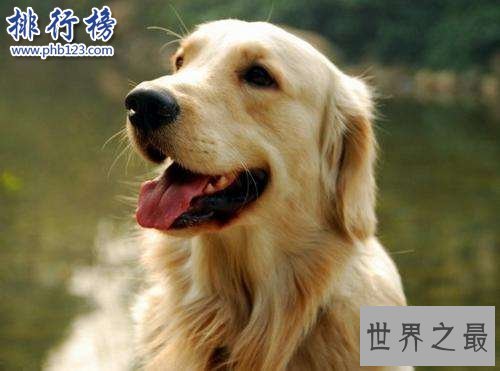 狗的寿命有多长,狗和人年龄换算（1岁等于人类18岁）