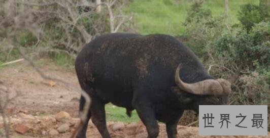 世界上最值钱的种牛:爱喝威士忌 精液值1000万