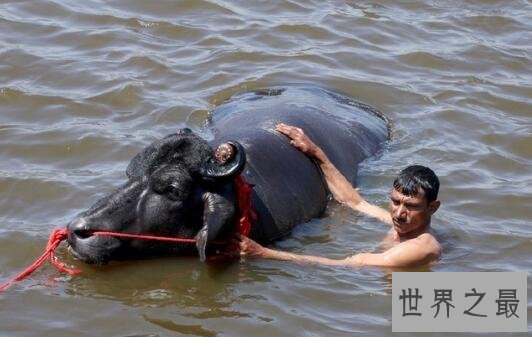 世界上最值钱的种牛:爱喝威士忌 精液值1000万