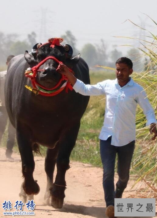 世界上最值钱的种牛:爱喝威士忌 精液值1000万