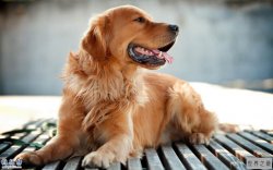 世界上嘴里含网球数量最多的狗（嘴含5个球）