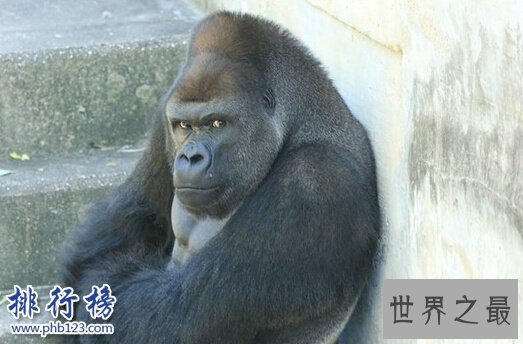 日本史上最帅大猩猩沙巴尼 女粉最多 网友：可以出道了