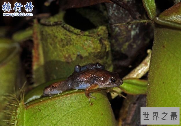 世界上最小的青蛙;没有一美分硬币大