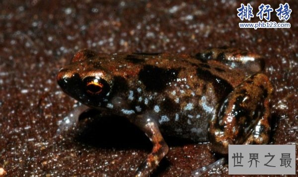 世界上最小的青蛙;没有一美分硬币大