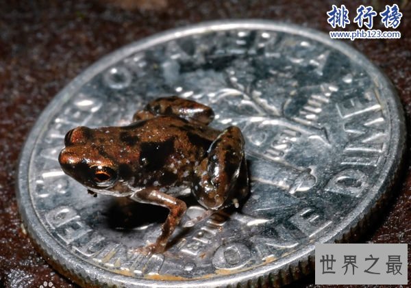 世界上最小的青蛙;没有一美分硬币大