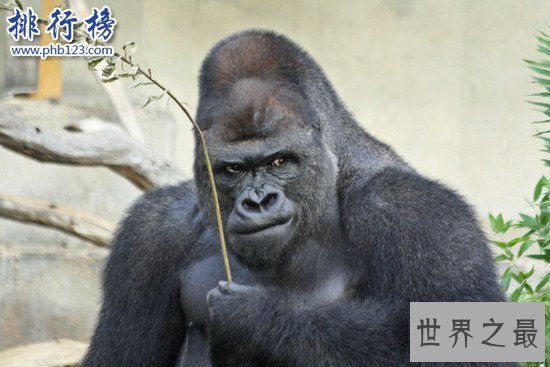 日本史上最帅大猩猩沙巴尼 女粉最多 网友：可以出道了