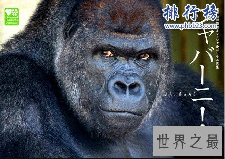 日本史上最帅大猩猩沙巴尼 女粉最多 网友：可以出道了