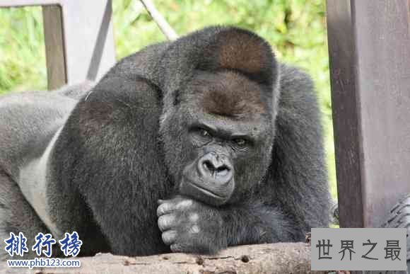 日本史上最帅大猩猩沙巴尼 女粉最多 网友：可以出道了