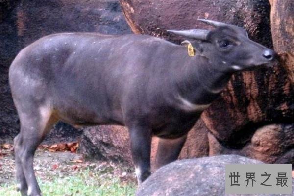 世界上最小的牛:体长仅有84厘米,已加入吉尼斯世界纪录