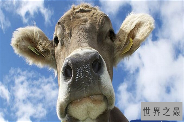 世界上最小的牛:体长仅有84厘米,已加入吉尼斯世界纪录