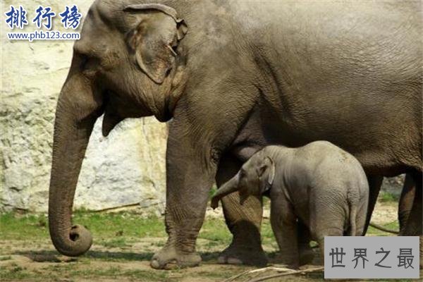 世界上最小的大象：小姐象体型跟猫差不多