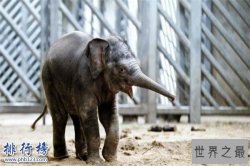 世界上最小的大象：小姐象体型跟猫差不多