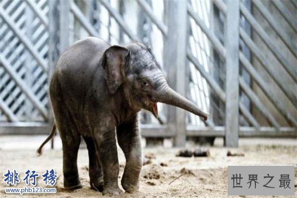 世界上最小的大象：小姐象体型跟猫差不多