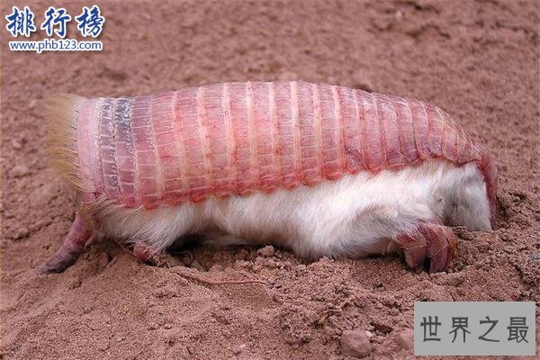 世界上最小的犰狳：周身粉红色，体重不过100克