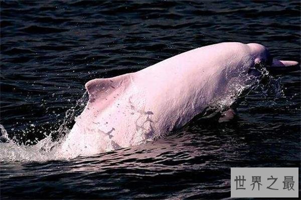 世界上最小的犰狳：周身粉红色，体重不过100克