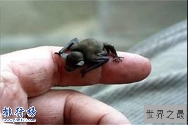 世界上最小的蝙蝠：体长不到3厘米，体重仅2克