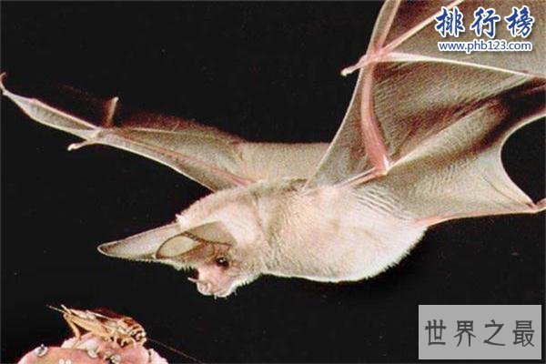 世界上最小的蝙蝠：体长不到3厘米，体重仅2克