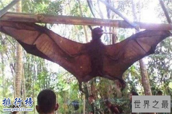 世界上最小的蝙蝠：体长不到3厘米，体重仅2克