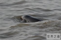 世界上最小的鲸鱼：体长最大1.6米，长江江豚濒临灭绝