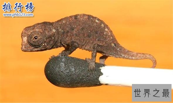 世界上最小的变色龙：迷你到比指甲盖都要小