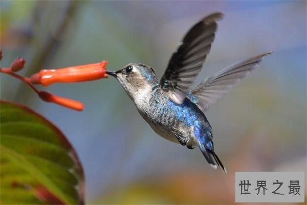 世界上最小的鸟类：体重没有一毛钱硬币重