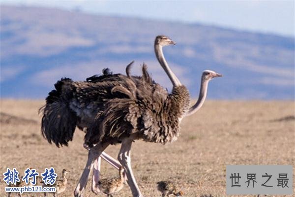 世界上最小的鸟类：体重没有一毛钱硬币重