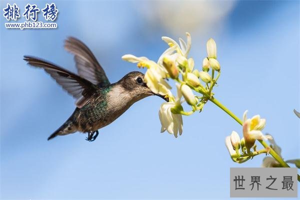 世界上最小的鸟类：体重没有一毛钱硬币重