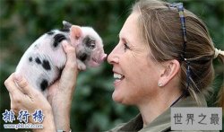 世界上最小的猪：印度微型猪体重不超十斤,体长仅60厘米