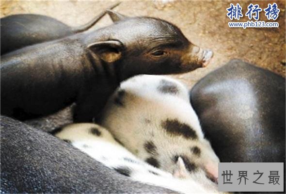 世界上最小的猪：体重不超十斤，体长仅60厘米