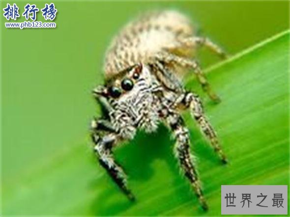 世界上最小的蜘蛛：体型0.043厘米，比句号还要小