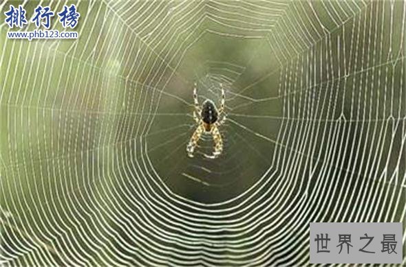 世界上最小的蜘蛛：体型0.043厘米，比句号还要小
