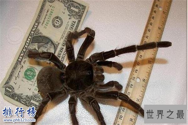 世界上最小的蜘蛛：体型0.043厘米，比句号还要小