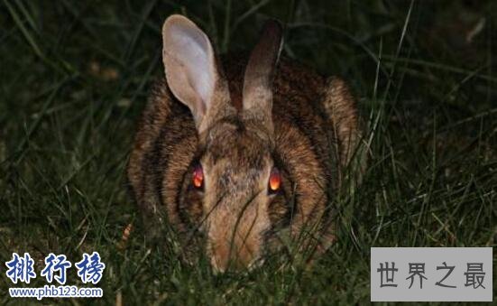 世界上最恐怖兔子：肿瘤兔(脸上长满黑色肿瘤)