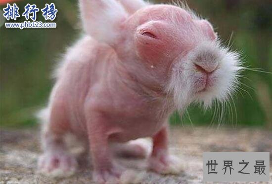 世界上最恐怖兔子：肿瘤兔(脸上长满黑色肿瘤)