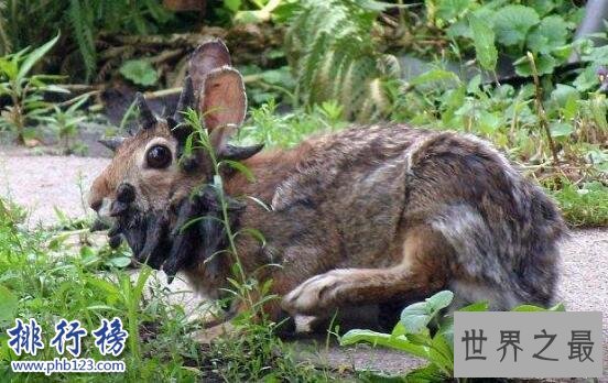 世界上最恐怖兔子：肿瘤兔(脸上长满黑色肿瘤)