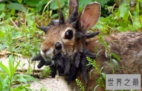 世界上最恐怖兔子：肿瘤兔(脸上长满黑色肿瘤)