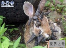 世界上最恐怖兔子：肿瘤兔(脸上长满黑色肿瘤)