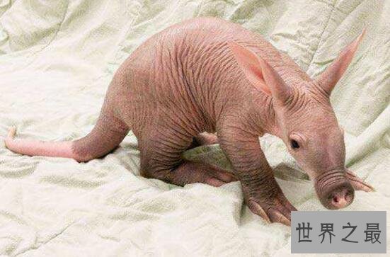 世界上最恐怖兔子：肿瘤兔(脸上长满黑色肿瘤)