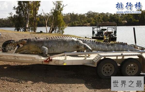 世界上最大的鳄鱼Cassius