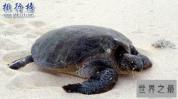 世界上跑的最慢的乌龟：海龟每小时移动70米