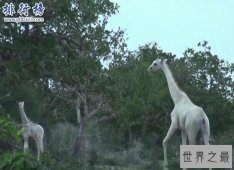 世界上罕见的长颈鹿：白色长颈鹿 安静似天仙