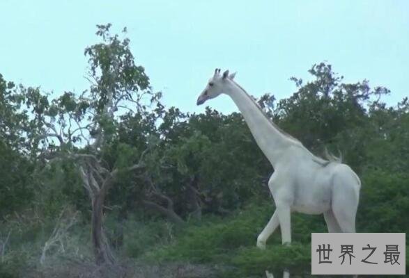 世界上罕见的长颈鹿：白色长颈鹿 安静似天仙