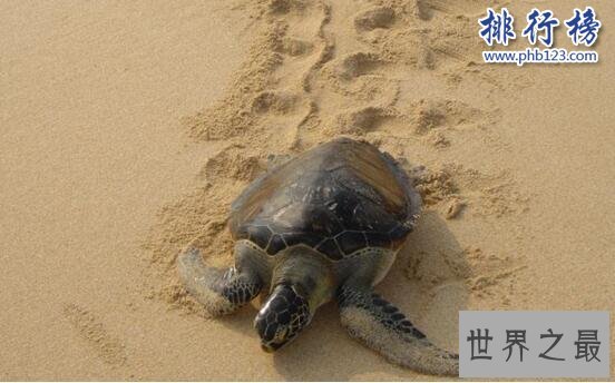 十大乌龟的世界之最，龟中博尔特打破短跑纪录