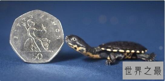 十大乌龟的世界之最，龟中博尔特打破短跑纪录